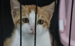 Siirt Üniversitesi Hayvan Sağlığı Hastanesi’nde 969 Hayvan Tedavi Edildi